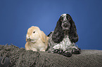 English Cocker Spaniel und Widderkaninchen