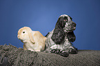 English Cocker Spaniel und Widderkaninchen