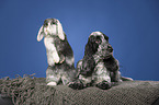 English Cocker Spaniel und Widderkaninchen