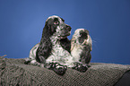 English Cocker Spaniel und Widderkaninchen