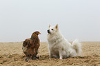 Hund und Huhn