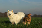 Hund und Huhn