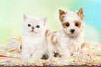 Britisch Kurzhaar Ktzchen und Golddust Yorkshire Terrier Welpe