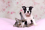 Hund und Katze