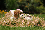 Hund und Kaninchen