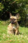 Maine Coon Ktzchen und Hund