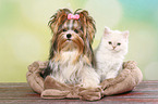 Biewer Terrier und Highlander Ktzchen