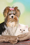 Biewer Terrier und Highlander Ktzchen