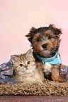 Yorkshire Terrier Welpe und Britisch Kurzhaar Ktzchen