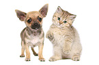 Chihuahua Welpe und Britisch Kurzhaar Kätzchen