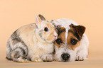 Jack Russell Terrier und Zwergkaninchen