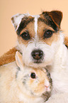 Jack Russell Terrier und Zwergkaninchen