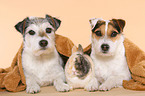 Parson Russell Terrier und Zwergkaninchen