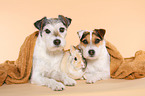 Parson Russell Terrier und Zwergkaninchen