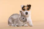 Jack Russell Terrier und Kaninchen