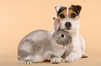 Jack Russell Terrier und Kaninchen