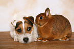 Jack Russell Terrier und Kaninchen