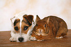 Jack Russell Terrier und Kaninchen