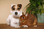 Jack Russell Terrier und Kaninchen