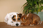 Jack Russell Terrier und Kaninchen