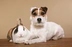 Jack Russell Terrier und Kaninchen