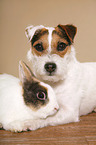 Jack Russell Terrier und Kaninchen