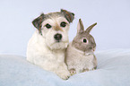 Parson Russell Terrier und Kaninchen