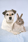 Parson Russell Terrier und Kaninchen