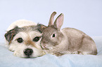 Parson Russell Terrier und Kaninchen