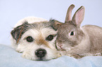 Parson Russell Terrier und Kaninchen