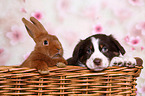 Australian Shepherd und Kaninchen