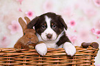 Australian Shepherd und Kaninchen