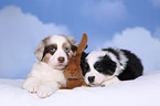 Australian Shepherd und Kaninchen