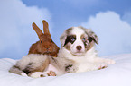 Australian Shepherd und Kaninchen