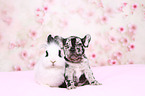 Franzsische Bulldogge Welpe und Kaninchen