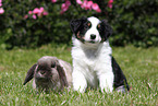Australian Shepherd Welpe und Kaninchen