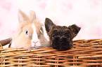 Cairn Terrier Welpe und Kaninchen