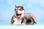 Alaskan Malamute Welpe und Kaninchen