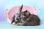 Kätzchen und Kaninchen