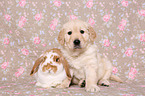 Golden Retriever Welpe und Widderkaninchen