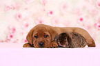 Labrador Retriever Welpe und Kaninchen