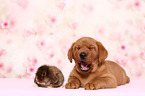 Labrador Retriever Welpe und Kaninchen