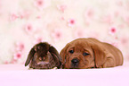 Labrador Retriever Welpe und Kaninchen