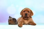 Labrador Retriever Welpe und Seidenhuhn