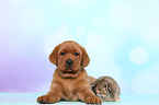 Labrador Retriever Welpe und Kaninchen
