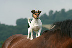 Jack Russell Terrier und Pferd