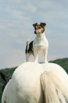 Jack Russell Terrier und Pferd