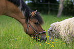 Pferd und Schaf