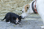 Hund und Ktzchen