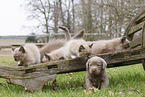 Labrador Retriever Welpe und Ragdoll Ktzchen